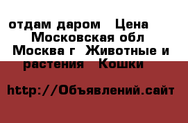 отдам даром › Цена ­ 5 - Московская обл., Москва г. Животные и растения » Кошки   